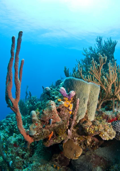 Jardins de corail — Photo