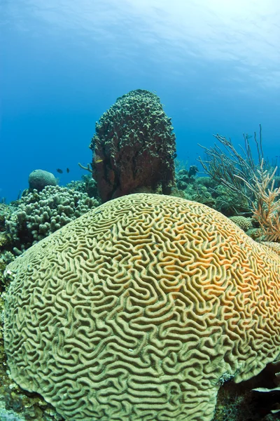 Hersenen coral — Stockfoto