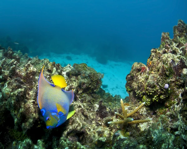 Kraliçe angelfish — Stok fotoğraf