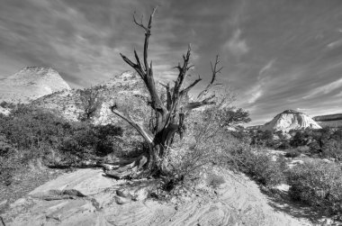 Zion national park