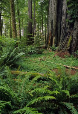 Redwood forest clipart