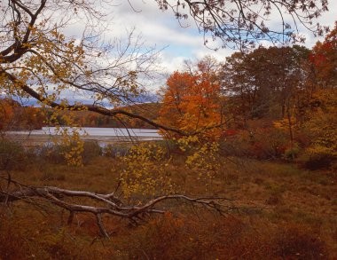 Autumn in the forest clipart