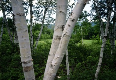 Birch forest in New Hampshire clipart