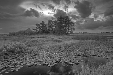 Everglades