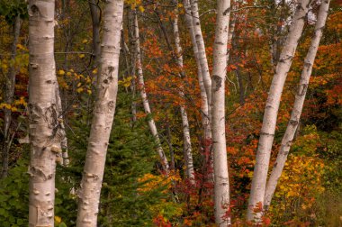 sonbaharda new hampshire