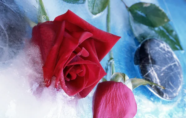 Gefrorene Rose — Stockfoto
