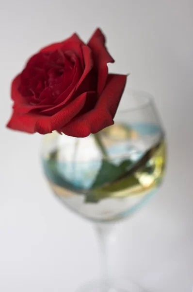 Vörös rózsa — Stock Fotó