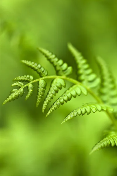 緑のシダ — ストック写真