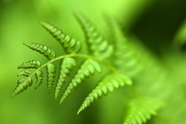 Green fern — Stock Photo, Image