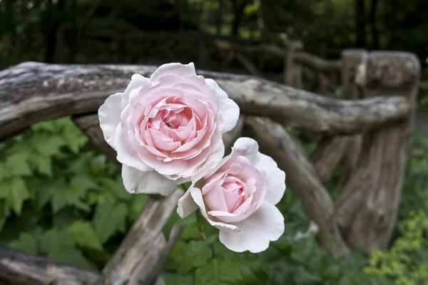 Shakespeare Gärten rosa Rosen — Stockfoto