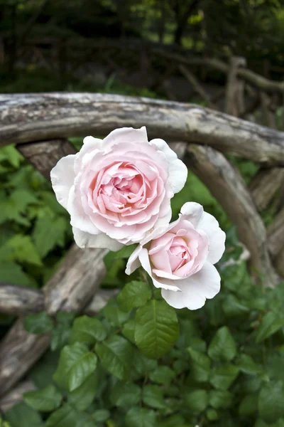 Shakespeare gardens pink roses — Stock Photo, Image