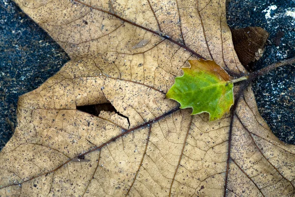 Fllane leaf — Stock Photo, Image