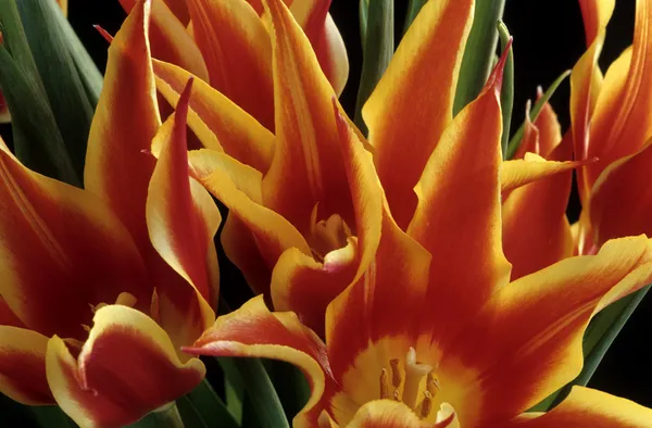 Tulipanes de llama — Foto de Stock