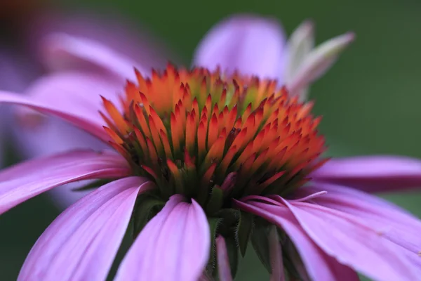 エキナセア (ムラサキバレンギク) 円錐形の花 — ストック写真