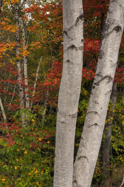 Two white birches — Stock Photo, Image