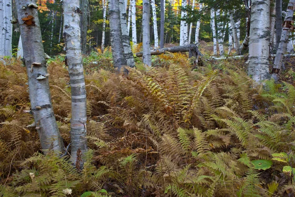 New Hampshire White Mountains in autumn — Stock Photo, Image
