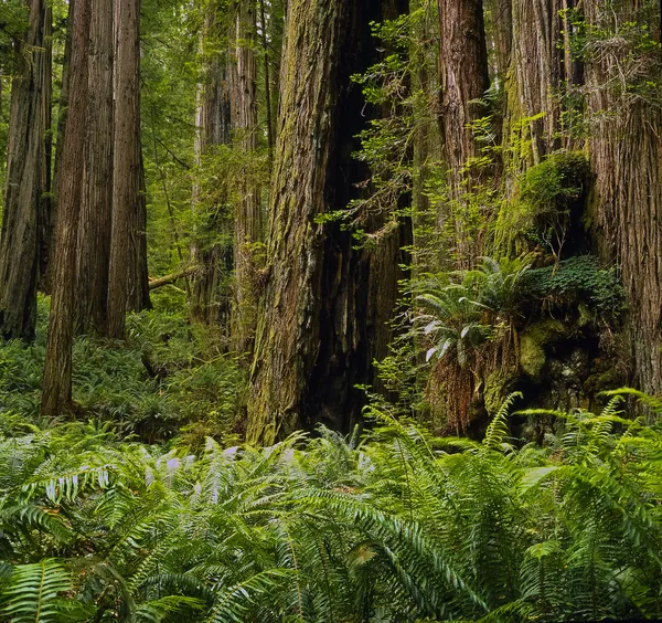 Redwood forext — Stockfoto