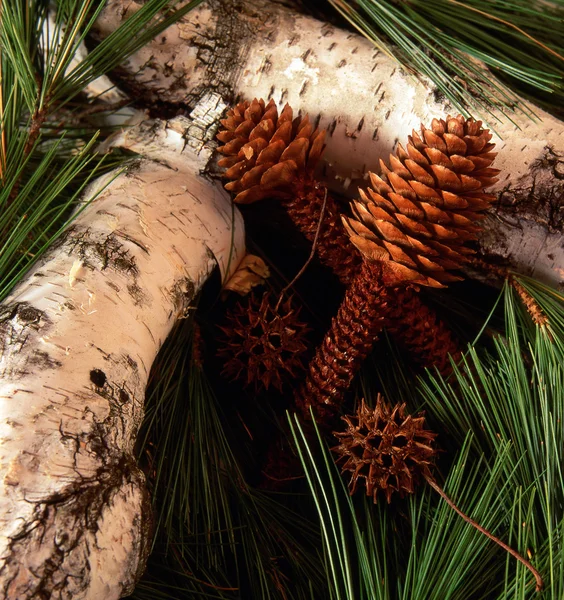 Pine Cones and birch trees — Stock Photo, Image