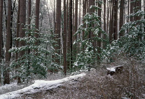 Çam ormanı içinde kar — Stok fotoğraf