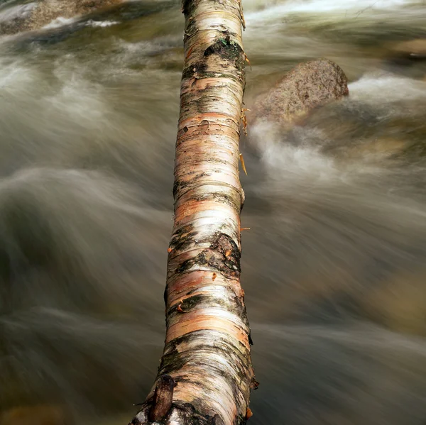 stock image Birch log accross the stream