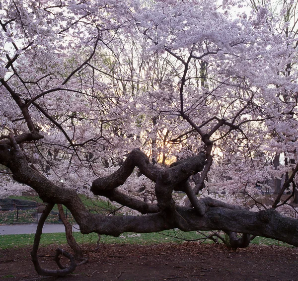 Drzewa wiśniowe — Zdjęcie stockowe