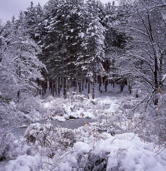 Inverno floresta cena — Fotografia de Stock