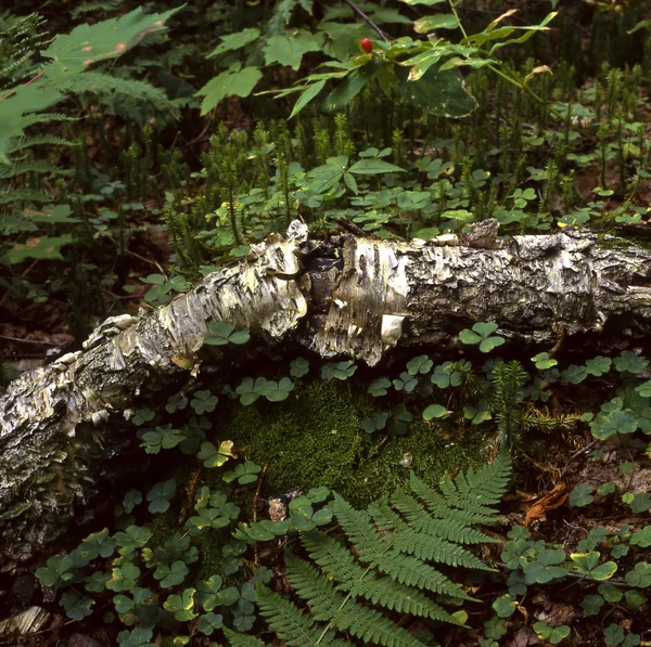 Orman Zemini — Stok fotoğraf