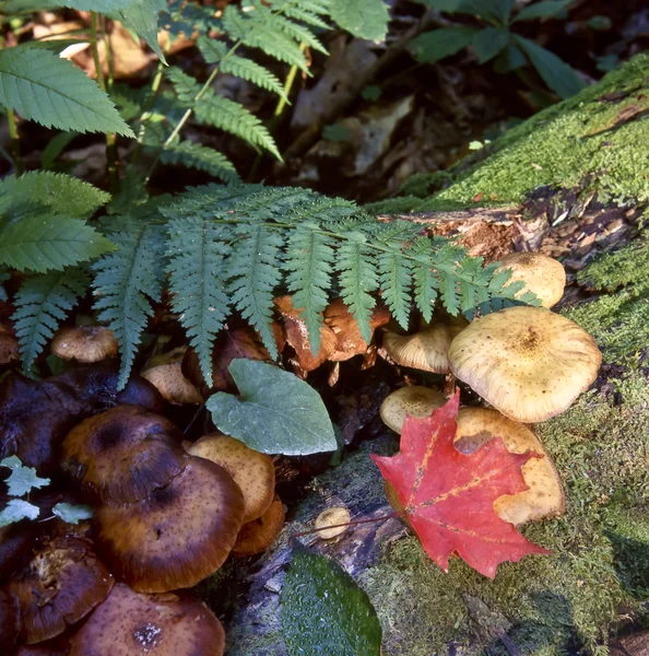 Suelo del bosque de otoño — Foto de Stock