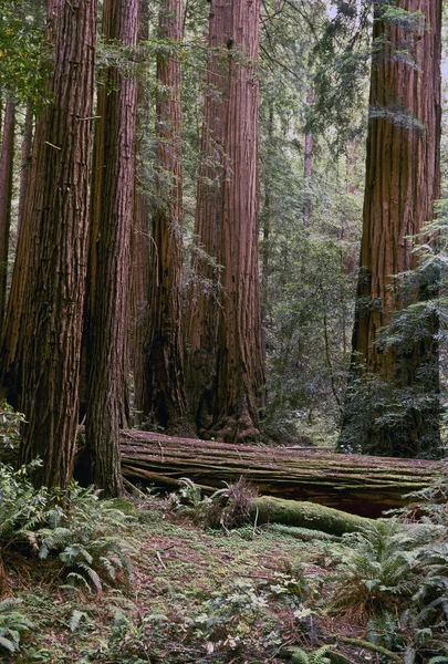 Northern California redwoon forest — Stock Photo, Image