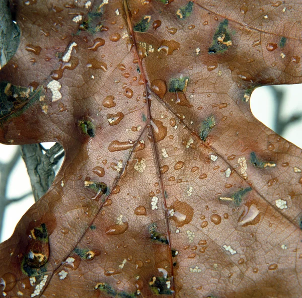 Folha de carvalho com gotas de água — Fotografia de Stock