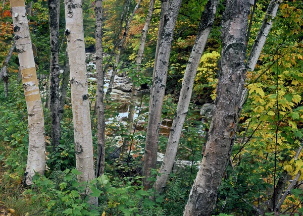 Huş ağacı orman new Hampshire — Stok fotoğraf
