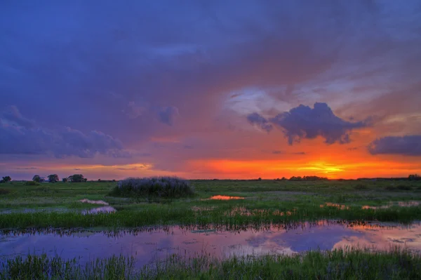 Everglades. —  Fotos de Stock
