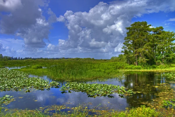 Everglades — Stockfoto