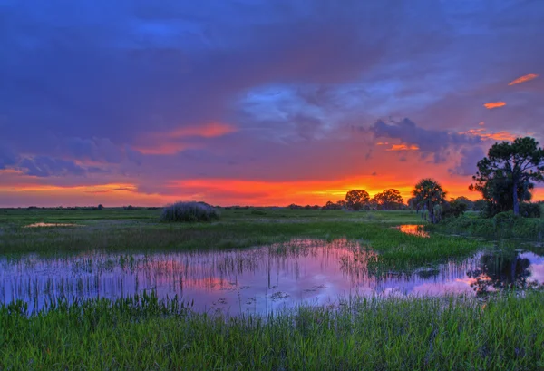 Everglades. Fotos de stock