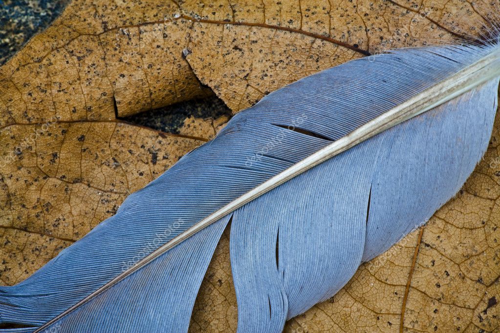 Blue Jay Feather Images Libres De Droit Photos De Blue Jay Feather Depositphotos