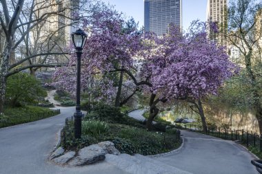 Prunus serrulata 'Kanzan' - Japon kiraz çiçeklenme