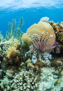 Kırmızı lionfish (Pterois volitans)