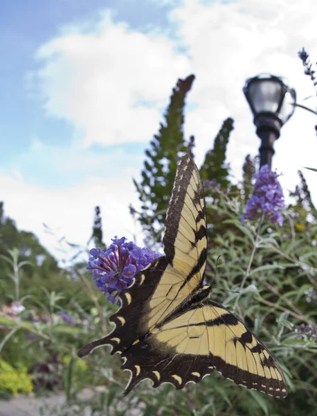 La cola de tigre de dos colas, Papilio multicaudata butterfl — Foto de Stock