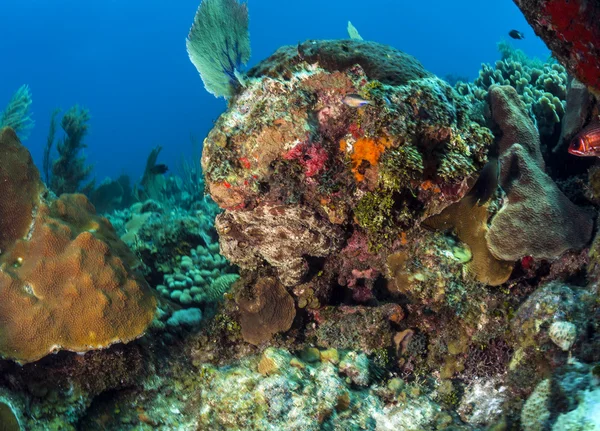 Arrecife del Caribe Pulpo (Octopus briareus ) —  Fotos de Stock