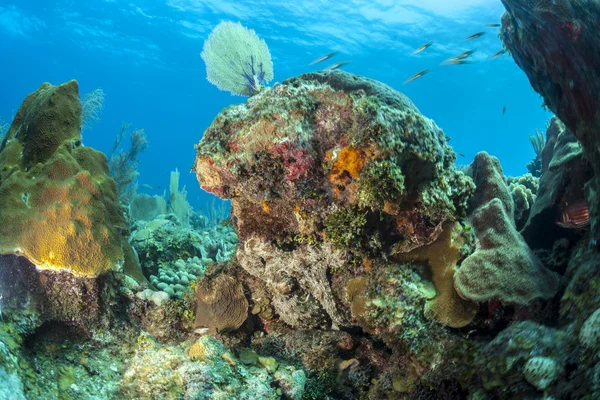 Polpo di barriera caraibica (Octopus briareus ) — Foto Stock