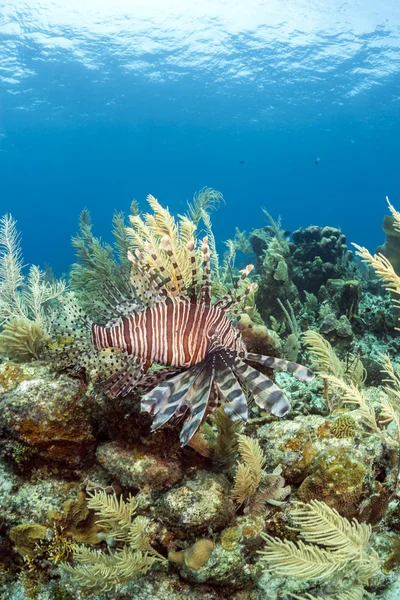 stock image Red lionfish (Pterois volitans)