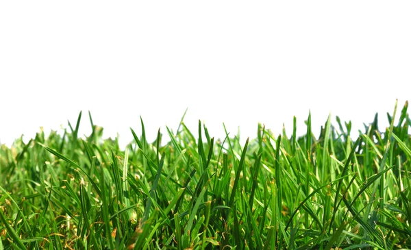 stock image Close up spring green thick grass