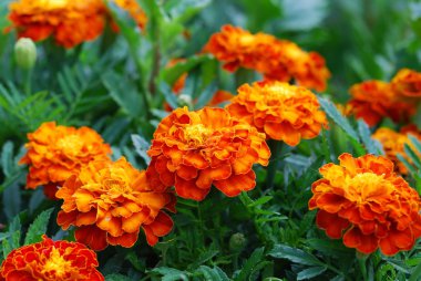 Tagetes Beautiful flower clipart