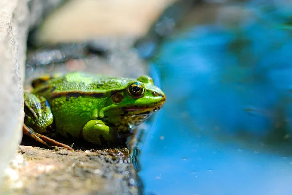 stock image Frog on the rocks near a pond