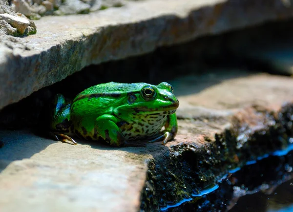 stock image Frog on the rocks near a pond