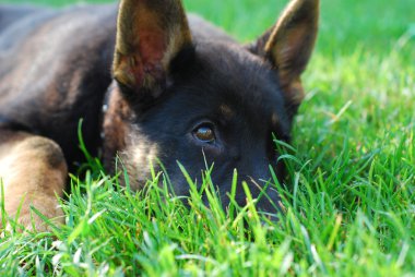 kendi tarafında köpek yalanlar