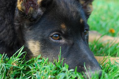 kendi tarafında köpek yalanlar