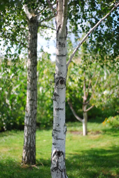 stock image Birch trees in a summer