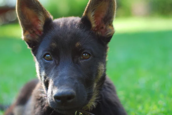 stock image Dog lies on its side