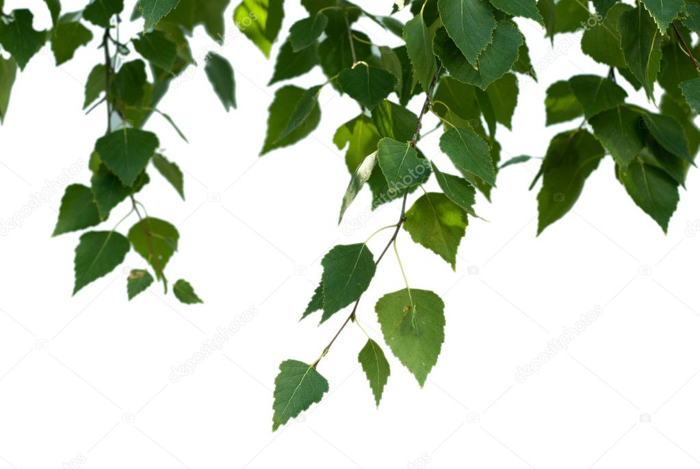 Birch leaves on white background